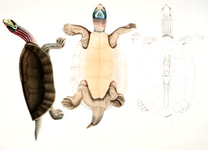 Kachuga Terrapin (Emys Kachuga) from Illustrations of Indian zoology (1830-1834) by John Edward Gray (1800-1875).. Free illustration for personal and commercial use.