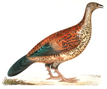 Curria Partridge (Perdix Hardwickii) from Illustrations of Indian zoology (1830-1834) by John Edward Gray (1800-1875).. Free illustration for personal and commercial use.