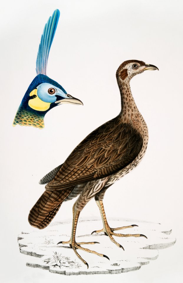 1. Concentric Francolin female (Perdix concentrica) 2. Javan Peacock Head (Pavo muticus) from Illustrations of Indian zoology (1830-1834) by John Edward Gray (1800-1875).