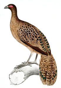 Lineated Peacock Pheasant (Polyplectron lineatum) from Illustrations of Indian Zoology (1830-1834) by John Edward Gray (1800-1875).. Free illustration for personal and commercial use.
