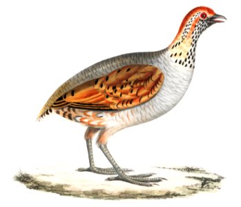 Olive Partridge (Perdix olivacea) from Illustrations of Indian zoology (1830-1834) by John Edward Gray (1800-1875).. Free illustration for personal and commercial use.