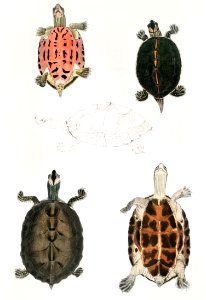 Eaved Terrapin (Emys tectum) from Illustrations of Indian zoology (1830-1834) by John Edward Gray (1800-1875).. Free illustration for personal and commercial use.