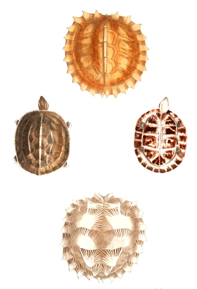 1, 2. Spinose Terrapin (Emys spinosæ) 3, 4. Amborna Box Tortoise (Cistuda amboinensis) from Illustrations of Indian zoology (1830-1834) by John Edward Gray (1800-1875).