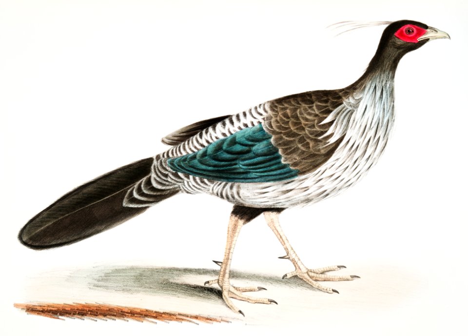 Lineated [Nepaul] Pheasant (Phasianus Hamiltonii) from Illustrations of Indian zoology (1830-1834) by John Edward Gray (1800-1875).
