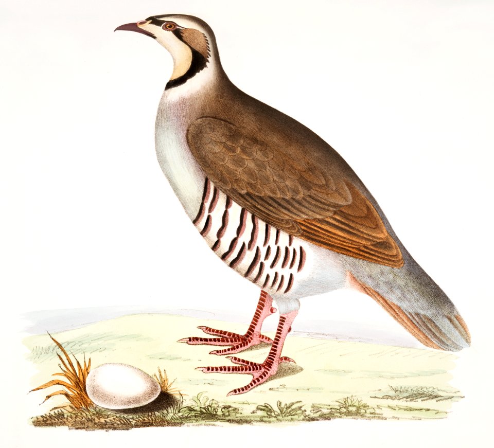 Chuckar Partridge (Perdix chukar) India. Natural size from Illustrations of Indian zoology (1830-1834) by John Edward Gray (1800-1875).