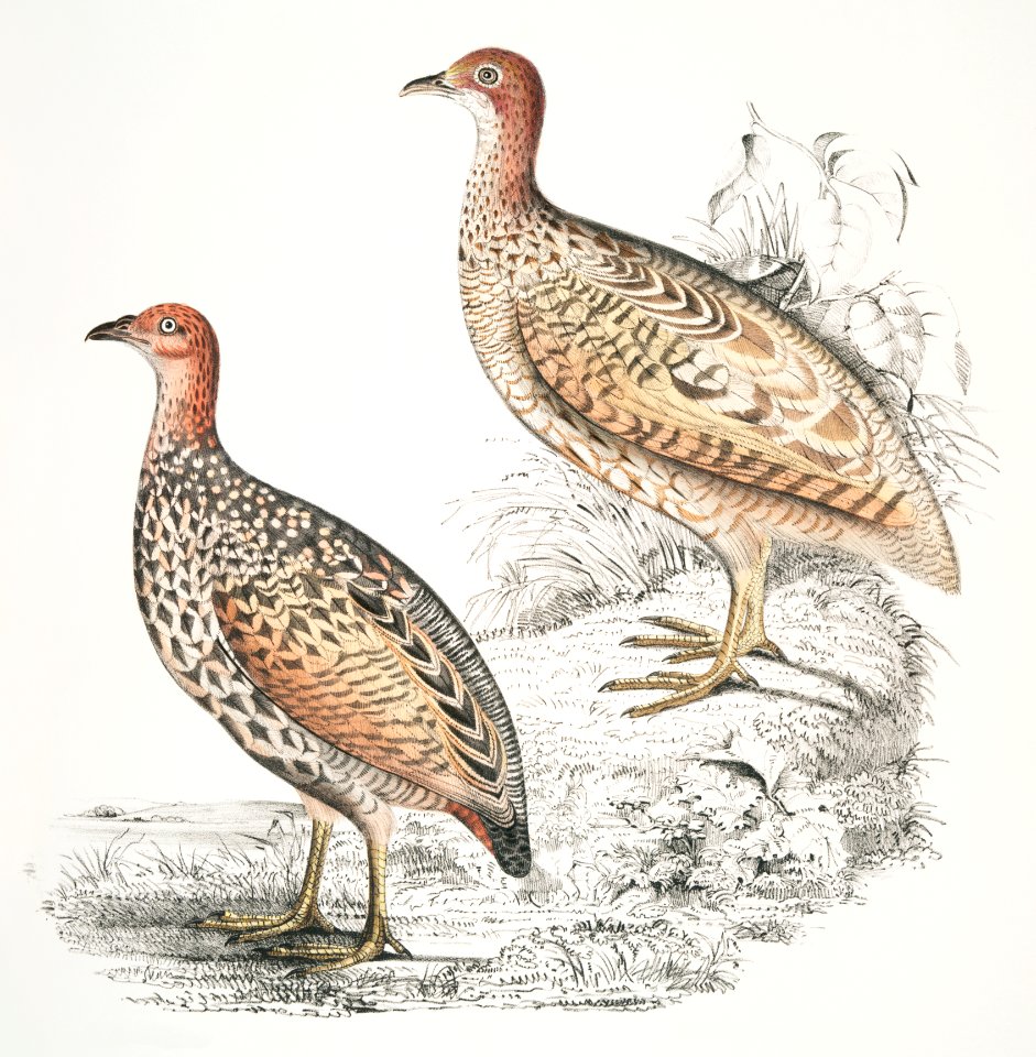 1. Hepburn's Francolin (Perdix Hepburnii); 2. Perdix Hepburnii, var. Pallida odypore from Illustrations of Indian zoology (1830-1834) by John Edward Gray (1800-1875).