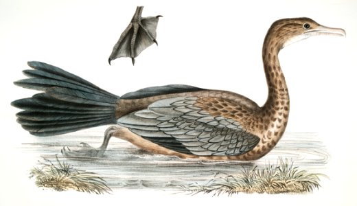 Javan Cormorant (Carbo Javannica) from Illustrations of Indian zoology (1830-1834) by John Edward Gray (1800-1875).. Free illustration for personal and commercial use.