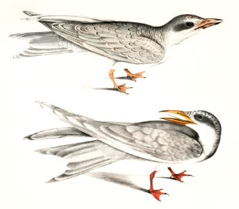 1. Waved Tern (Sterna brevirostris); 2. Orange Billed Tern (Sterna aurantia) from Illustrations of Indian zoology (1830-1834) by John Edward Gray (1800-1875).