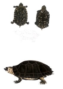 1. Spotted Terrapin (Emys Hamiltonii); 2. Thicknecked Terrapin (Emys crassicollis) from Illustrations of Indian zoology (1830-1834) by John Edward Gray (1800-1875).. Free illustration for personal and commercial use.