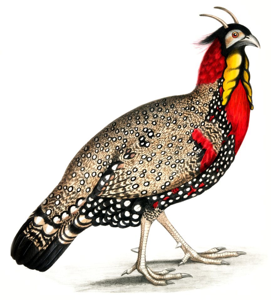 Black head Horned Pheasant (Satyra melanocephala) Adult male from Illustrations of Indian zoology (1830-1834) by John Edward Gray (1800-1875).