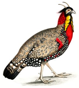 Black head Horned Pheasant (Satyra melanocephala) Adult male from Illustrations of Indian zoology (1830-1834) by John Edward Gray (1800-1875).. Free illustration for personal and commercial use.