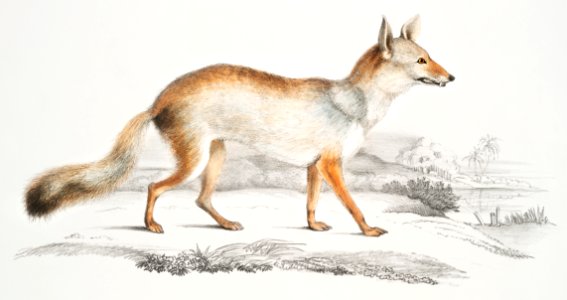 Bengal Fox (Vulpes Bengalensis) from Illustrations of Indian zoology (1830-1834) by John Edward Gray (1800-1875).. Free illustration for personal and commercial use.