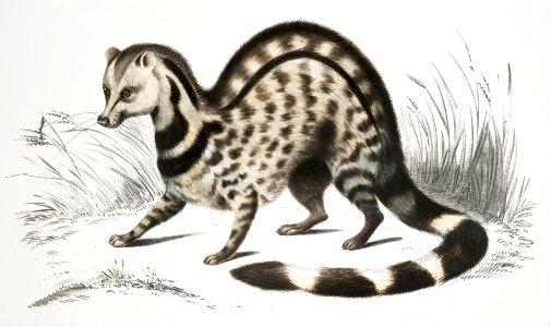 Indian Zibeth (Viverra Zibetta) from Illustrations of Indian zoology (1830-1834) by John Edward Gray (1800-1875).. Free illustration for personal and commercial use.