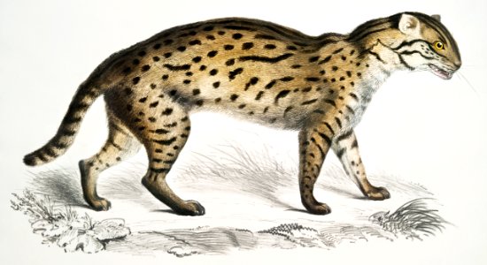 Viverrine Cat (Felis Viverrinus) from Illustrations of Indian zoology (1830-1834) by John Edward Gray (1800-1875).. Free illustration for personal and commercial use.
