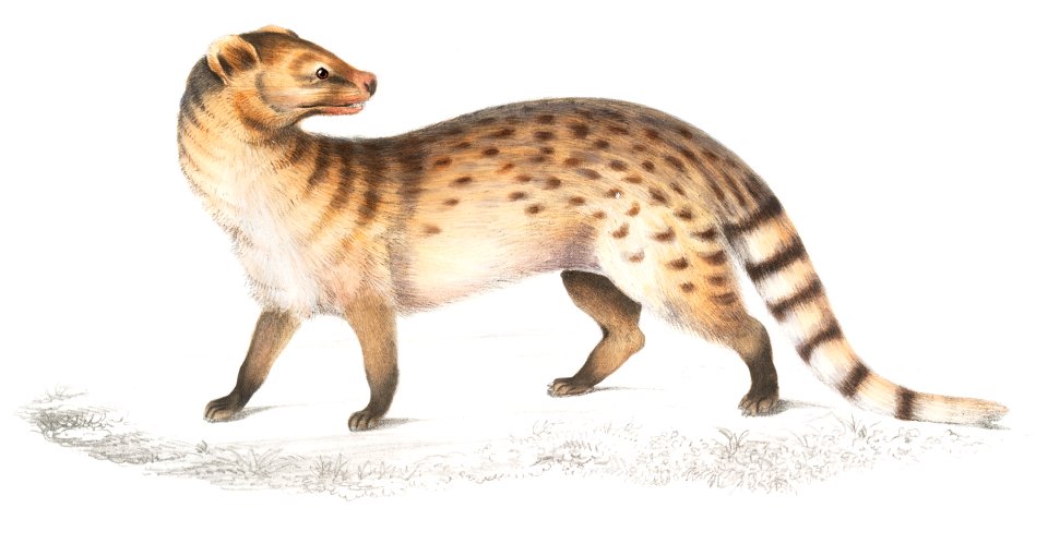 Pale Genet (Viverra pallida) from Illustrations of Indian zoology (1830-1834) by John Edward Gray (1800-1875).. Free illustration for personal and commercial use.