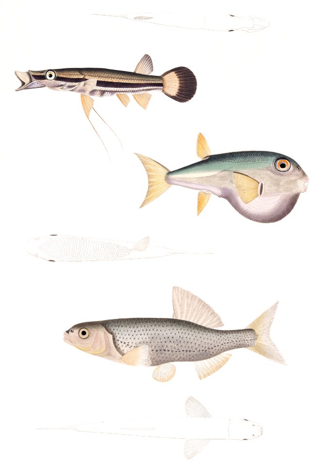 1. Beautiful Diplopterus (Diplopterus pulcher); 2. Smooth-headed Tetraodon (Tetraodon leiopleura) 3. Chedra Carp (Cyprinus Chedra) from Illustrations of Indian zoology (1830-1834) by John Edward Gray (1800-1875).