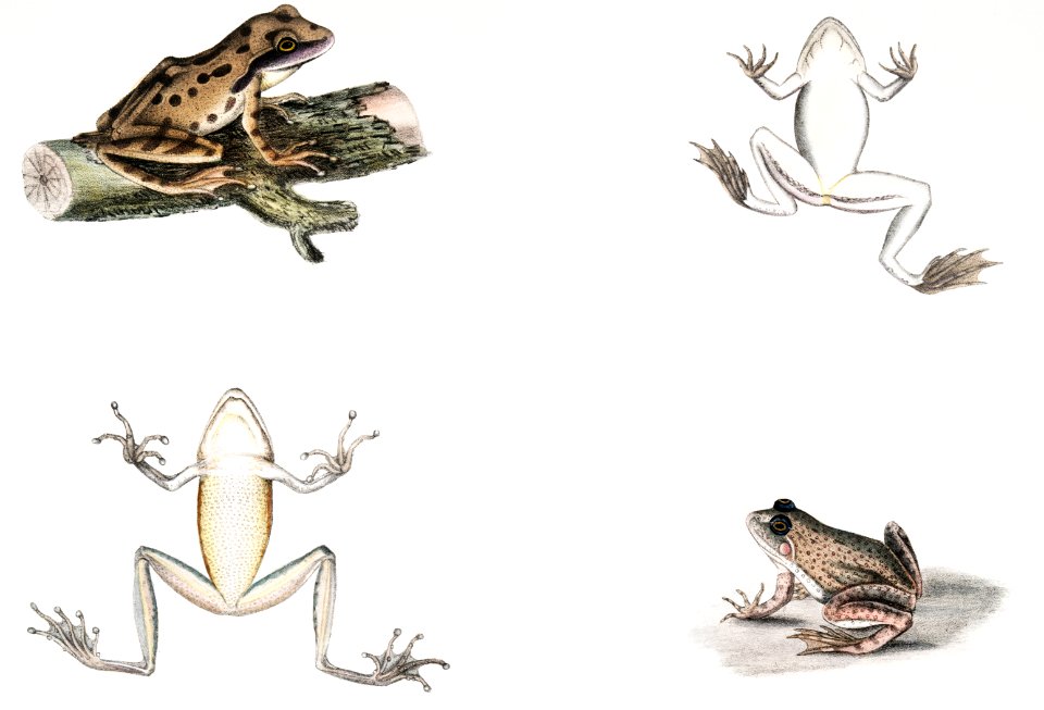 1, 1a. Spotted Tree Frog (Hyla maculata); 2, 2a. Bengal Frog (Rana Bengalensis) from Illustrations of Indian zoology (1830-1834) by John Edward Gray (1800-1875).