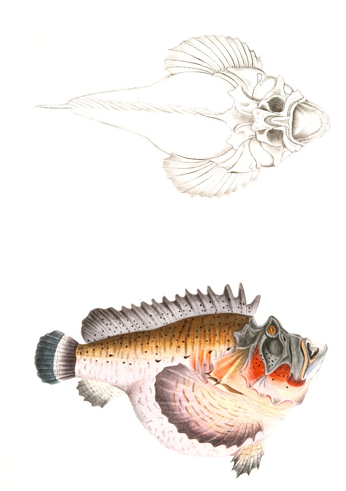 Deformed Hog Fish (Synanaceia grossa) from Illustrations of Indian zoology (1830-1834) by John Edward Gray (1800-1875).