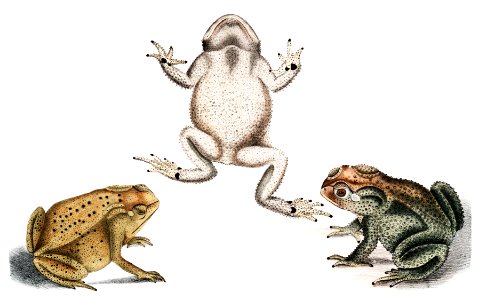 1. Keeled Nosed Toad (Bufo carinatus); 2, 2a. Doubtful Toad (Bufo dubius) from Illustrations of Indian zoology (1830-1834) by John Edward Gray (1800-1875).