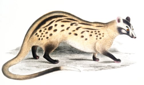 Prehensile Paradoxurus (Paradoxurus prehensilis) from Illustrations of Indian zoology (1830-1834) by John Edward Gray (1800-1875).. Free illustration for personal and commercial use.