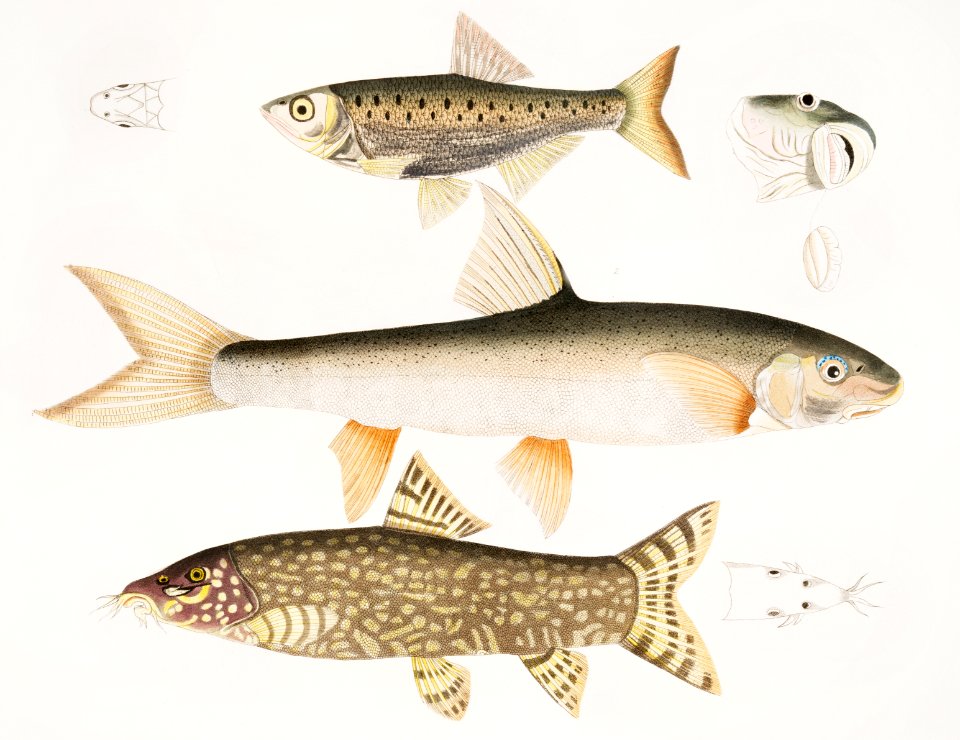 1. Tileo Carp (Cyprinus Tileo); 2. Richardson's Carp (Cyprinus Richardsonii); 3. Beautiful Loach (Botia grandis) from Illustrations of Indian zoology (1830-1834) by John Edward Gray (1800-1875).