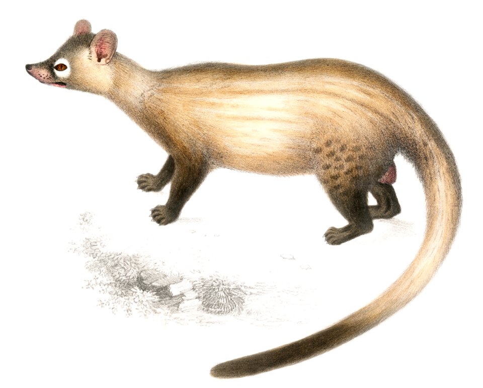 Pennant's Paradoxurus (Paradoxurus Pennantii) from Illustrations of Indian zoology (1830-1834) by John Edward Gray (1800-1875).