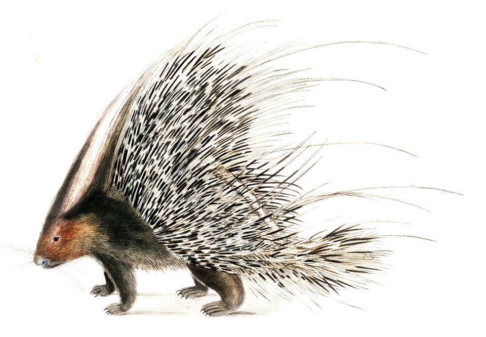 Indian Crested Porcupine (Histrix cristata) from Illustrations of Indian zoology (1830-1834) by John Edward Gray (1800-1875).