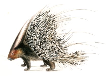 Indian Crested Porcupine (Histrix cristata) from Illustrations of Indian zoology (1830-1834) by John Edward Gray (1800-1875).