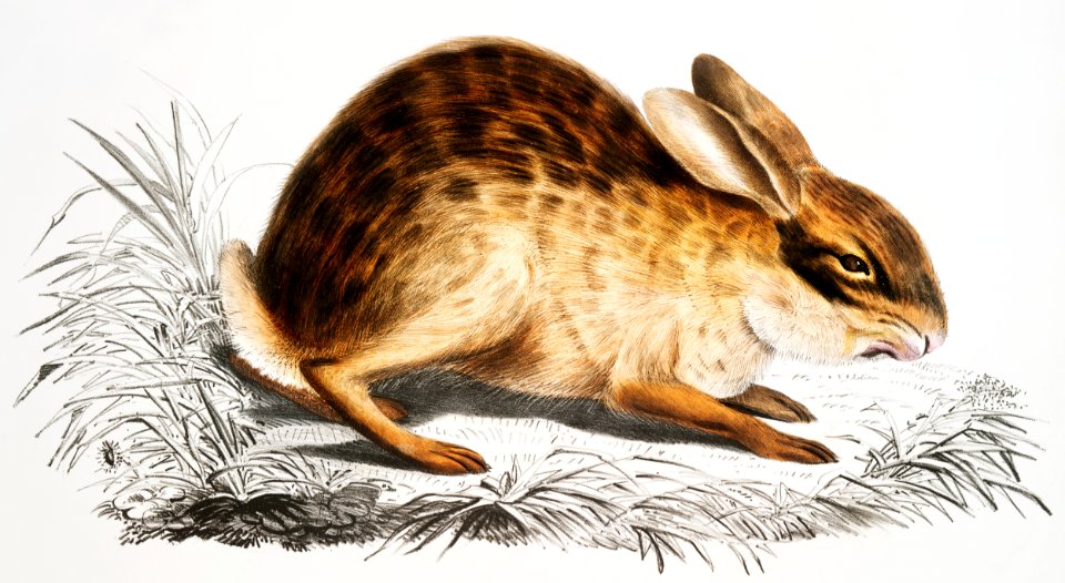 Chinese Hare (Lepus Sinensis) from Illustrations of Indian zoology (1830-1834) by John Edward Gray (1800-1875).