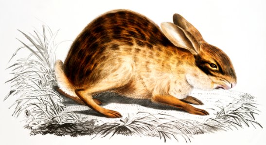 Chinese Hare (Lepus Sinensis) from Illustrations of Indian zoology (1830-1834) by John Edward Gray (1800-1875).. Free illustration for personal and commercial use.