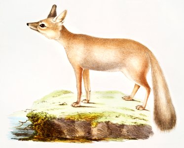 Doab Fox Female (Vulpes rufescens) from Illustrations of Indian zoology (1830-1834) by John Edward Gray (1800-1875).. Free illustration for personal and commercial use.