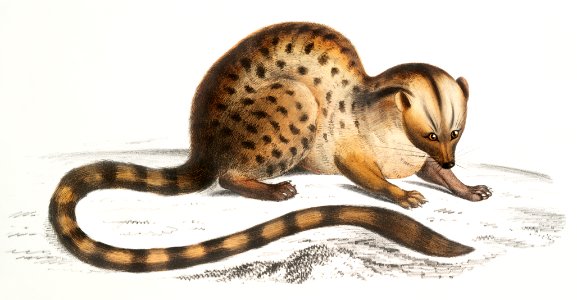 Dr. Hamilton's Paradoxurus (Paradoxurus Hamiltonii) from Illustrations of Indian zoology (1830-1834) by John Edward Gray (1800-1875).. Free illustration for personal and commercial use.