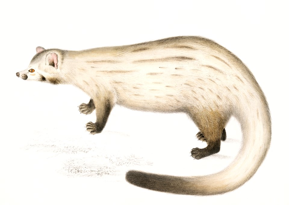 Bondar Paradoxurus (Paradoxurus Bondar) from Illustrations of Indian zoology (1830-1834) by John Edward Gray (1800-1875).
