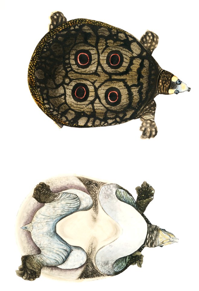 Eyed Trionyx (Tryonix ocellatus) from Illustrations of Indian zoology (1830-1834) by John Edward Gray (1800-1875).