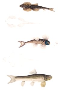 1. Bruce's Balitora (Balitora Brucei); 2. Spotted Balitora (Balitora maculata); 3. Gotyla Rock Carp (Cyprinus Gotyla) from Illustrations of Indian zoology (1830-1834) by John Edward Gray (1800-1875).