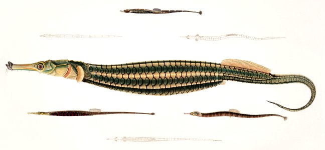 1. Carce Pipe Fish (Syngnathus Carce); 2. Banded Pipe Fish (Syngnathus faciatus); 3. Harwicke's Pipe Fish (Syngnathus Hardwickii); 4. Deokata Pipe Fish (Syngnathus Deocata) from Illustrations of Indian zoology (1830-1834) by John Edward Gray (1800-1875).