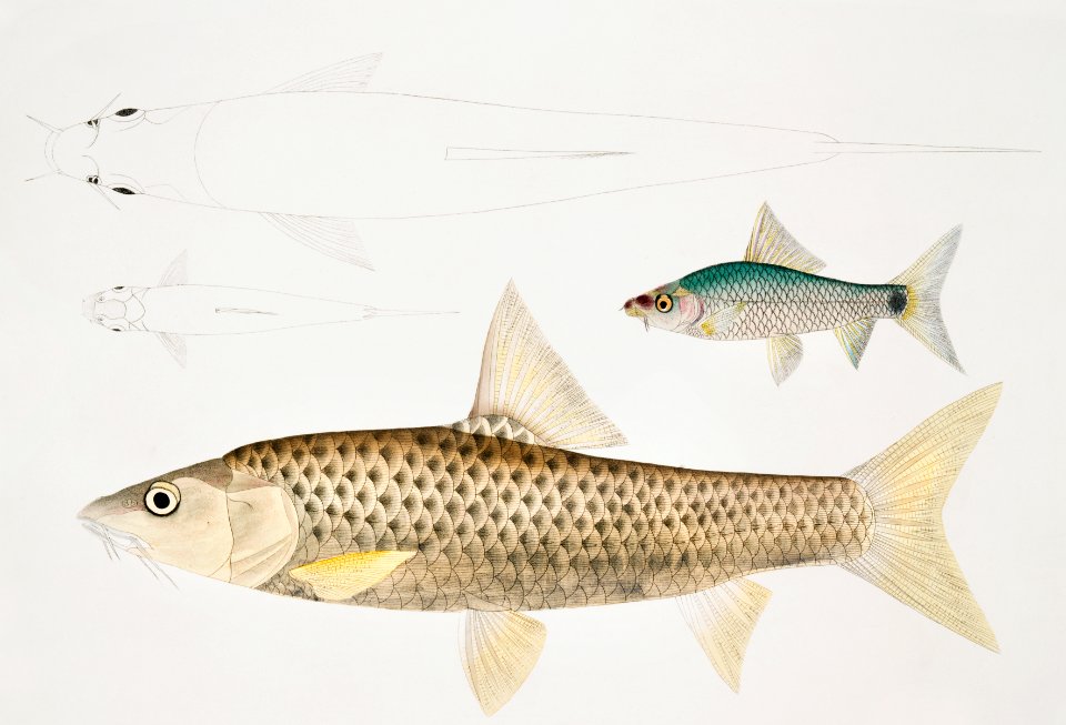 1. Mosal Carp (Cyprinus Mosal); 2. Morala Carp (Cyprinus Morala) from Illustrations of Indian zoology (1830-1834) by John Edward Gray (1800-1875).