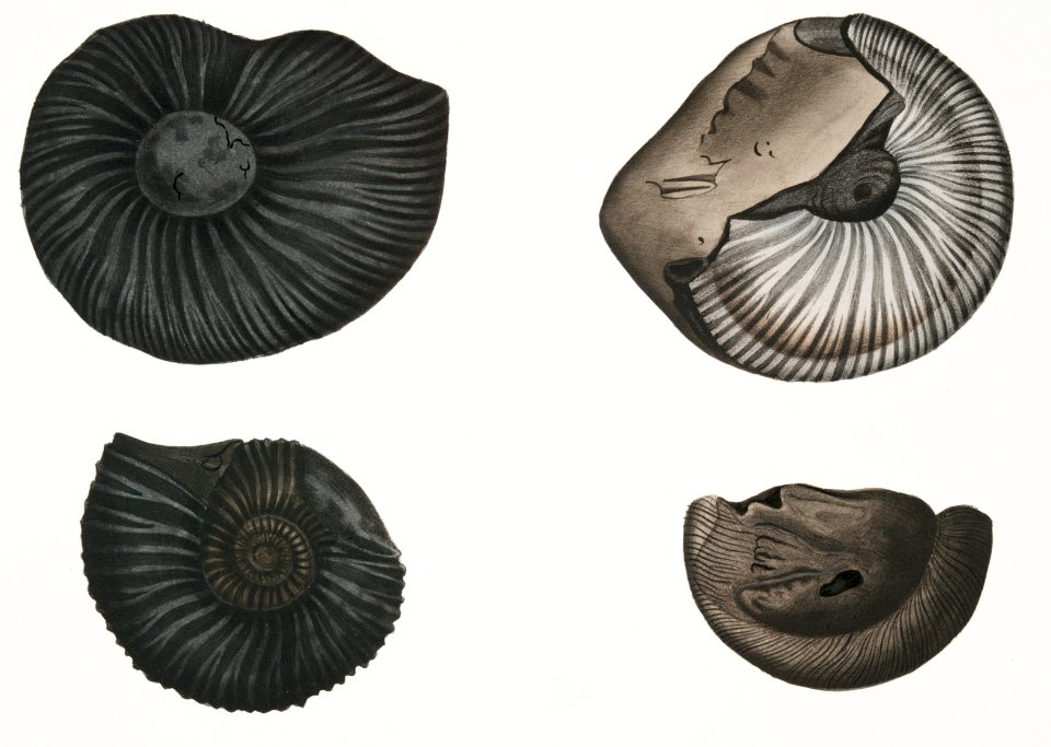 1, 2. Ammonites Nepaulensis; 3. Ammonites Wallichii; 4. Ammonites tenuistriata from Illustrations of Indian zoology (1830-1834) by John Edward Gray (1800-1875).