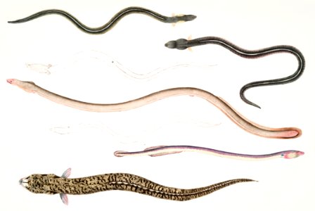 1. Bora Ophisurus (Ophisurus Boro); 2. Harancha Ophisurus (Ophisurus Hurancha); 3. Linear Moringua (Moringua linearis); 4. Hardwicke's Rataboura (Rataboura Hardwickii); 5. Bengal Conger (Muræna Bengalensis) from Illustrations of Indian zoology (1830-1834) by John Edward Gray (1800-1875).. Free illustration for personal and commercial use.