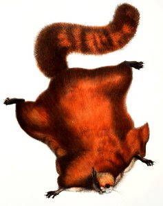 Brilliant Flying Squirrel (Pteromys nitidus) from Illustrations of Indian zoology (1830-1834) by John Edward Gray (1800-1875).. Free illustration for personal and commercial use.