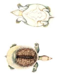Flat Trionyx (Tryonix subplanus) from Illustrations of Indian zoology (1830-1834) by John Edward Gray (1800-1875).. Free illustration for personal and commercial use.