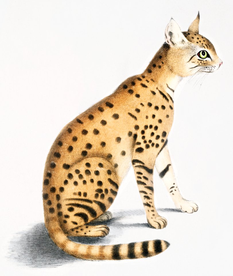 Beautiful Cat (Felis ornata) from Illustrations of Indian zoology (1830-1834) by John Edward Gray (1800-1875).