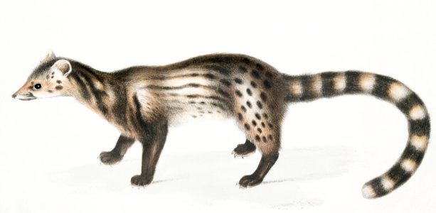 Bengal civet (Viverra Bengalensis) from Illustrations of Indian Zoology (1830-1834) by John Edward Gray (1800-1875).. Free illustration for personal and commercial use.