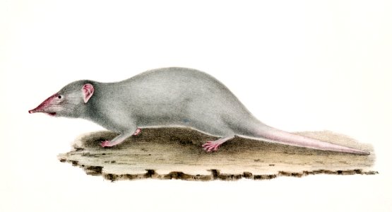 Musk Shrew (Sorex myosurus) from Illustrations of Indian zoology (1830-1834) by John Edward Gray (1800-1875).. Free illustration for personal and commercial use.
