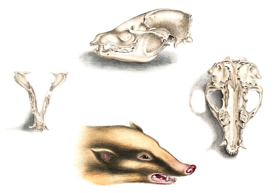 Collared Civet Bear (Mydaus collaris) Skull and head from Illustrations of Indian zoology (1830-1834) by John Edward Gray (1800-1875).