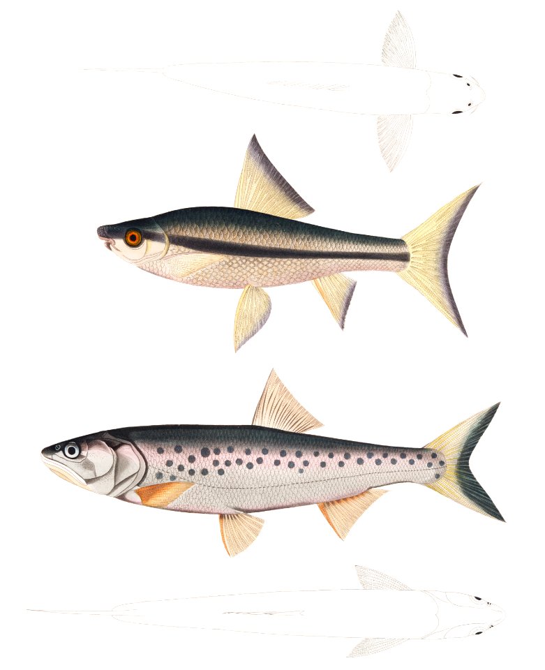 1. Hamilton's Carp (Cyprinus (Bangana) Hamiltonii); 2. Goha Carp (Cyprinus (Leuciscus) Goha) from Illustrations of Indian zoology (1830-1834) by John Edward Gray (1800-1875).