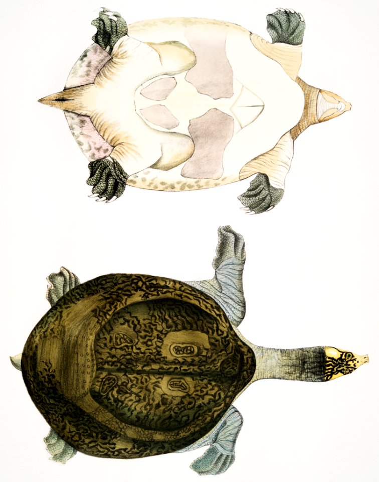Hurum Trionyx (Trionyx Hurum) from Illustrations of Indian Zoology (1830-1834) by John Edward Gray (1800-1875).