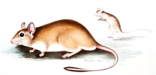 Indian Jerboa Rat (Gerbillus Indicus) from Illustrations of Indian zoology (1830-1834) by John Edward Gray (1800-1875).. Free illustration for personal and commercial use.