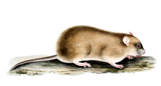 Indian Field Mouse (Arvicola Indica) from Illustrations of Indian zoology (1830-1834) by John Edward Gray (1800-1875).. Free illustration for personal and commercial use.