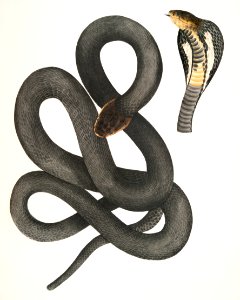 Black Cobra Capella (Naia tripudians) from Illustrations of Indian zoology (1830-1834) by John Edward Gray (1800-1875).
